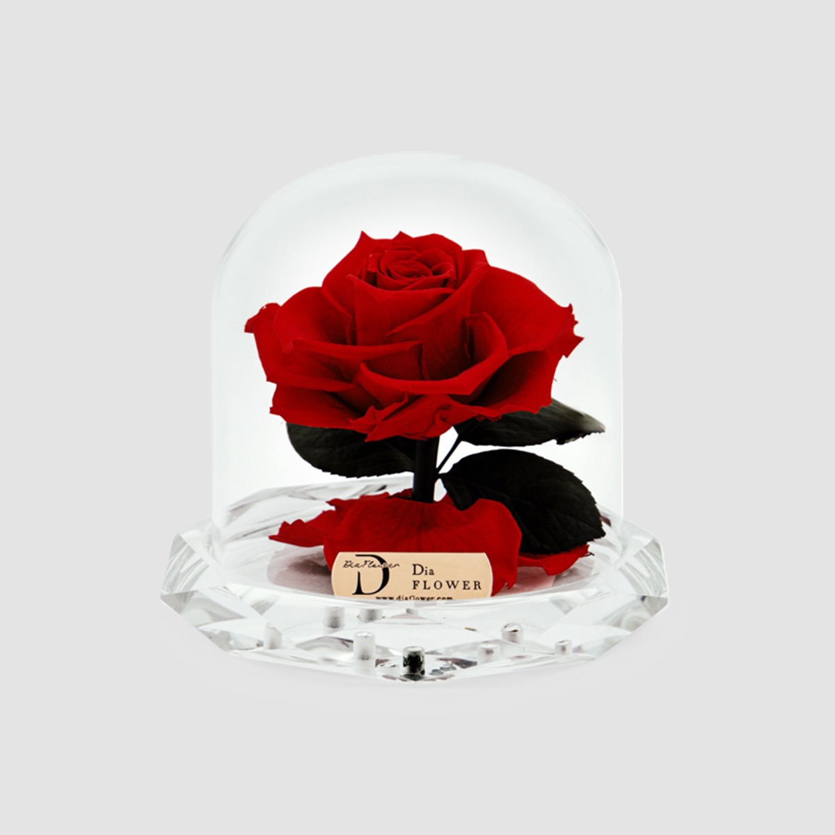 Eternal rose encased in crystal