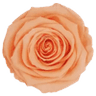 peach
