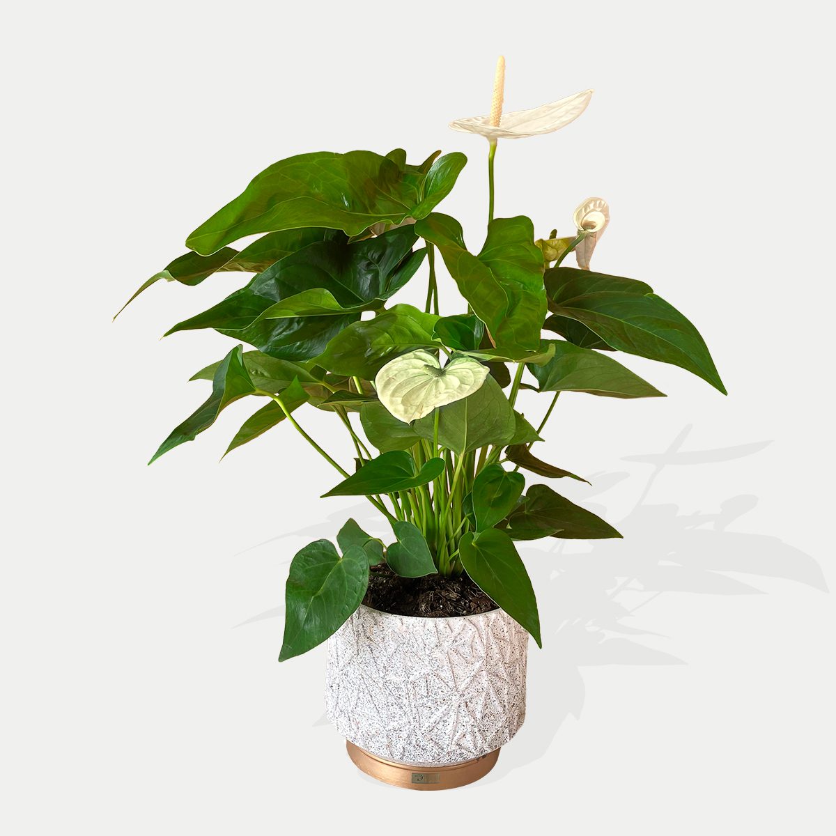 Anthurium white Archives - DIA Flower
